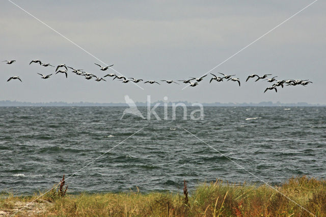 Eider (Somateria mollissima)