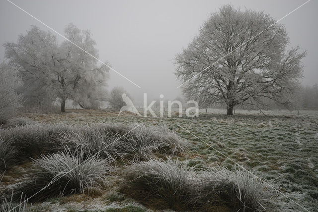 Oak (Quercus)
