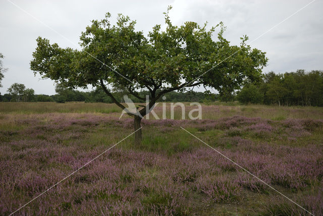 Oak (Quercus)