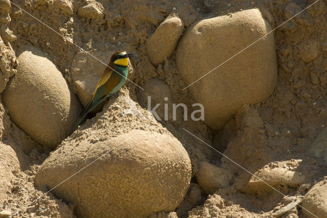 European Bee-eater (Merops apiaster)