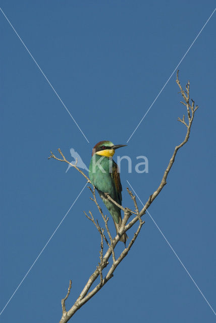 Europese Bijeneter (Merops apiaster)