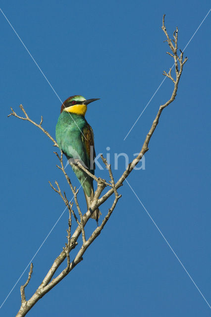 European Bee-eater (Merops apiaster)