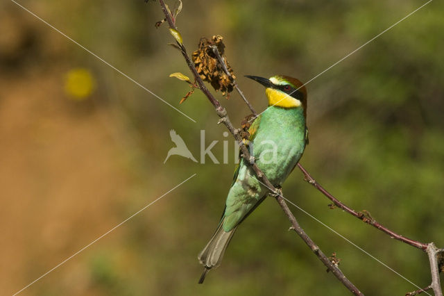 Europese Bijeneter (Merops apiaster)