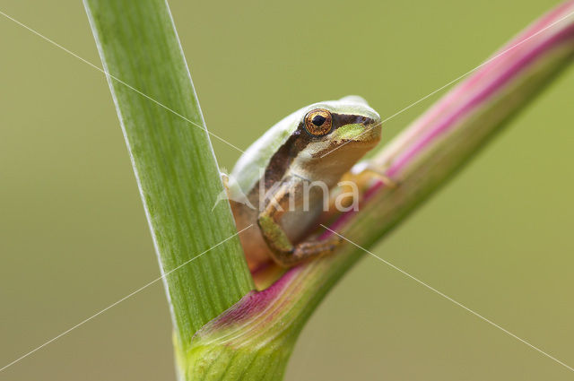 European Tree Frog (Hyla arborea)