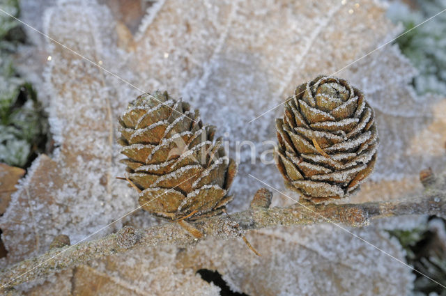 Europese lork (Larix decidua)