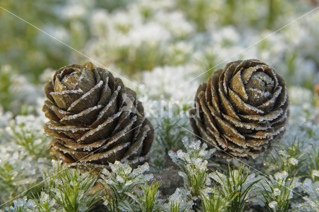 Europese lork (Larix decidua)