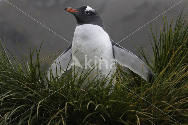 Ezelspinguin (Pygoscelis papua)