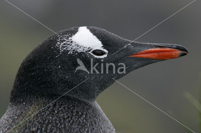 Ezelspinguin (Pygoscelis papua)