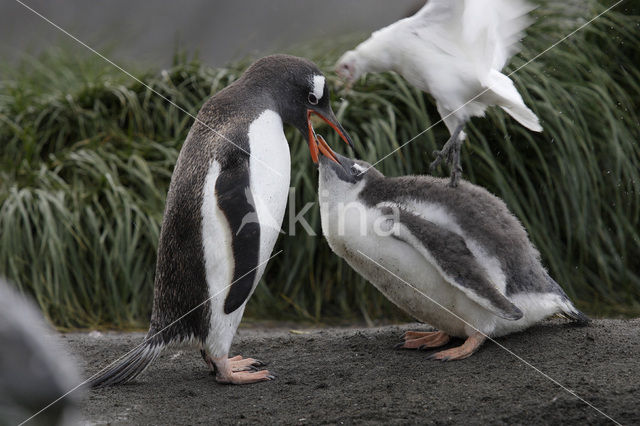 Ezelspinguin (Pygoscelis papua)