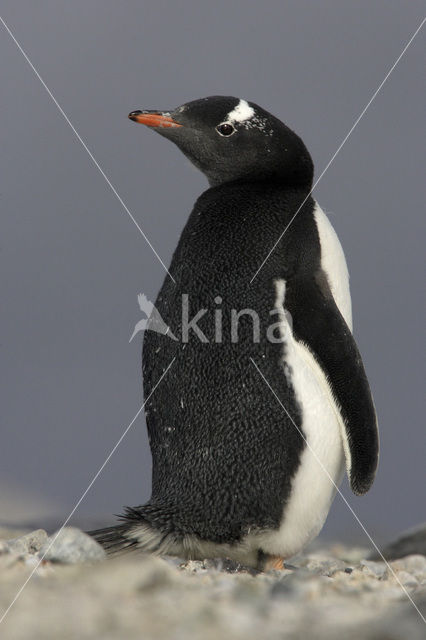 Gentoo penguin (Pygoscelis papua)