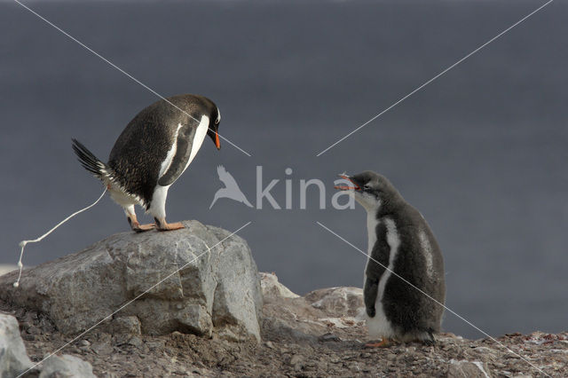 Gentoo penguin (Pygoscelis papua)