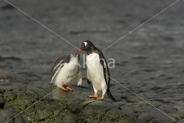 Ezelspinguin (Pygoscelis papua)