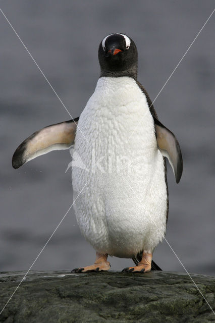 Gentoo penguin (Pygoscelis papua)