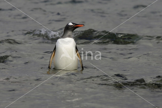 Ezelspinguin (Pygoscelis papua)