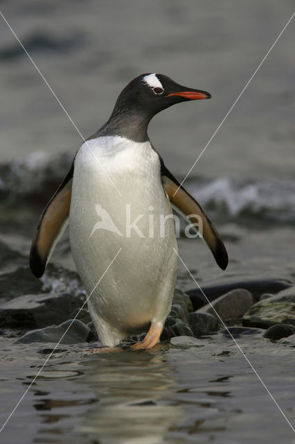 Ezelspinguin (Pygoscelis papua)