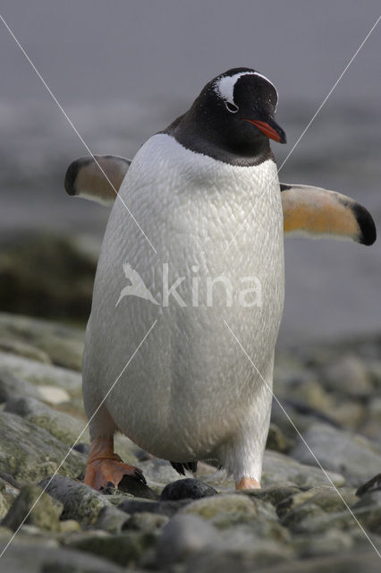 Ezelspinguin (Pygoscelis papua)