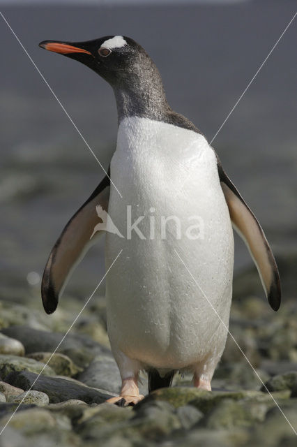 Ezelspinguin (Pygoscelis papua)