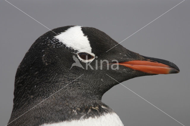 Gentoo penguin (Pygoscelis papua)