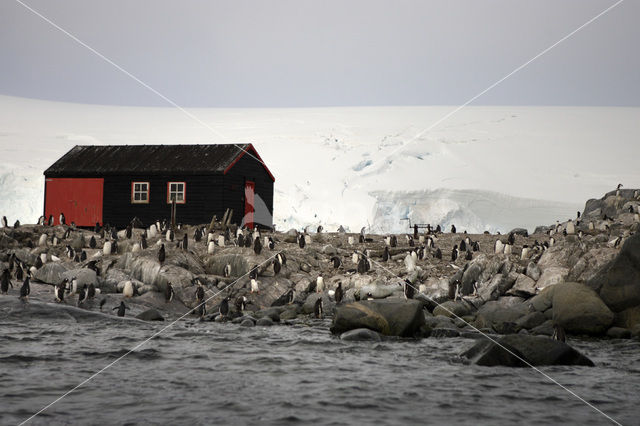 Gentoo penguin (Pygoscelis papua)