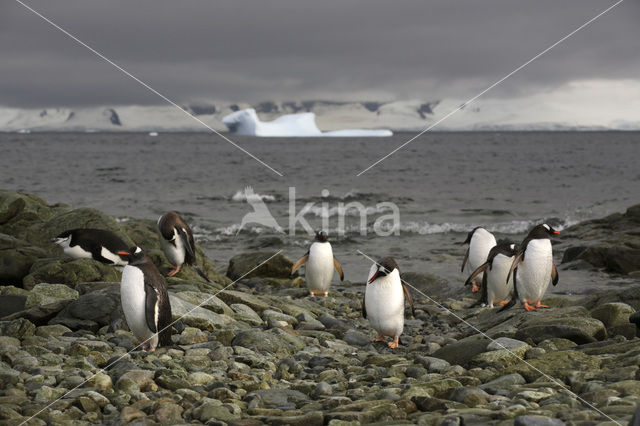 Ezelspinguin (Pygoscelis papua)