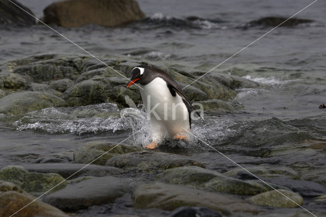 Gentoo penguin (Pygoscelis papua)