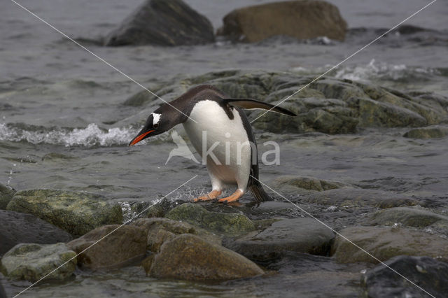 Ezelspinguin (Pygoscelis papua)