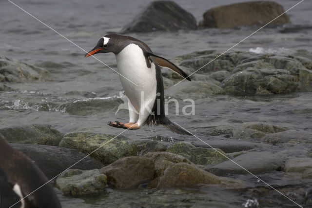 Ezelspinguin (Pygoscelis papua)