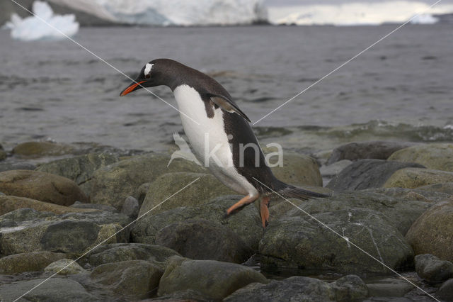 Ezelspinguin (Pygoscelis papua)