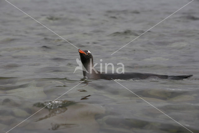 Gentoo penguin (Pygoscelis papua)