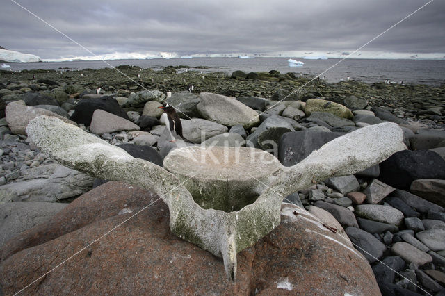 Gentoo penguin (Pygoscelis papua)