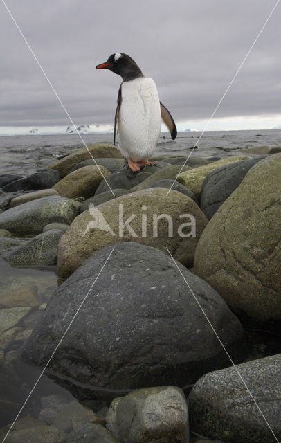 Ezelspinguin (Pygoscelis papua)