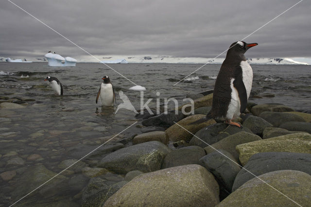 Ezelspinguin (Pygoscelis papua)