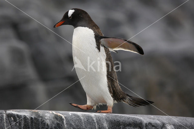 Gentoo penguin (Pygoscelis papua)
