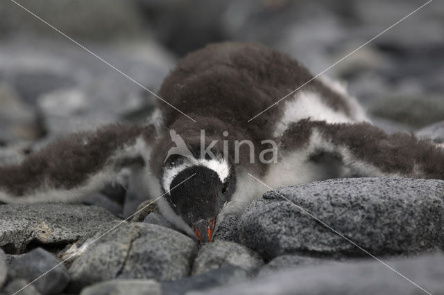 Ezelspinguin (Pygoscelis papua)