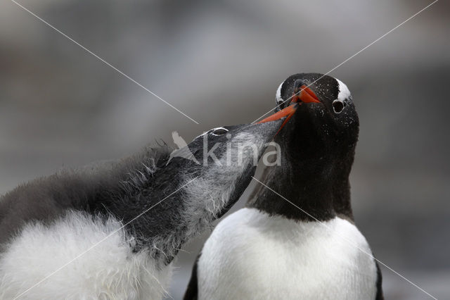 Gentoo penguin (Pygoscelis papua)