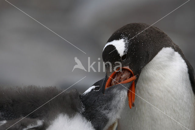 Gentoo penguin (Pygoscelis papua)