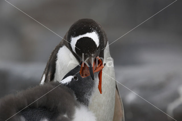 Ezelspinguin (Pygoscelis papua)