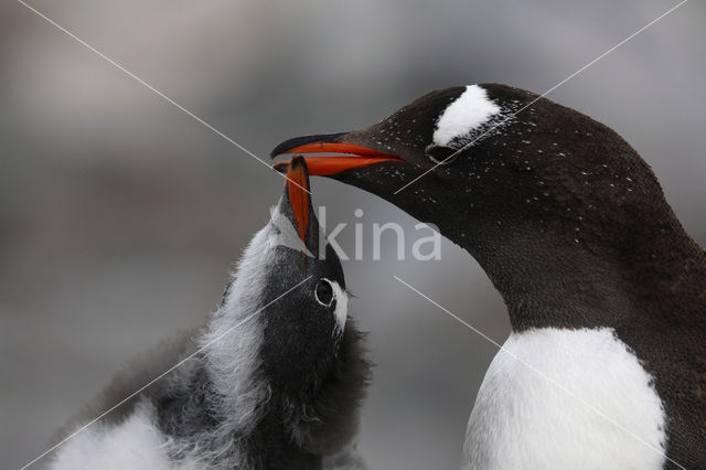 Ezelspinguin (Pygoscelis papua)