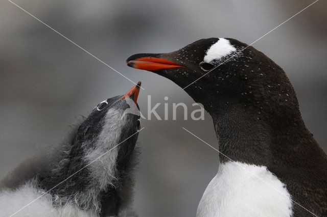 Gentoo penguin (Pygoscelis papua)