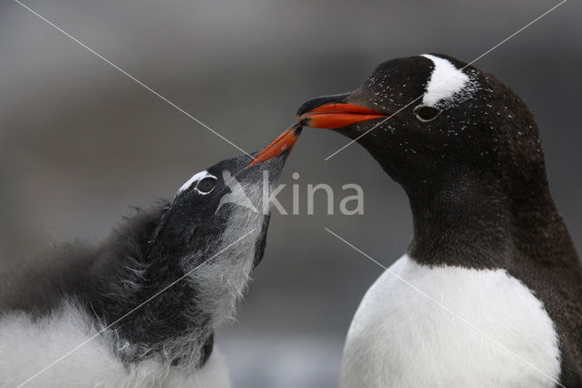 Gentoo penguin (Pygoscelis papua)