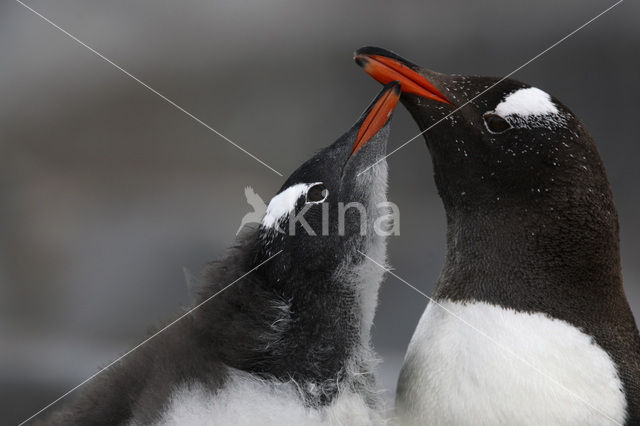 Gentoo penguin (Pygoscelis papua)