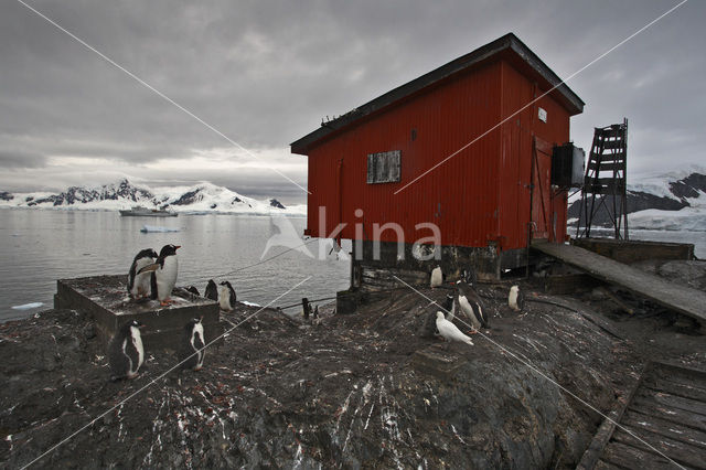 Ezelspinguin (Pygoscelis papua)