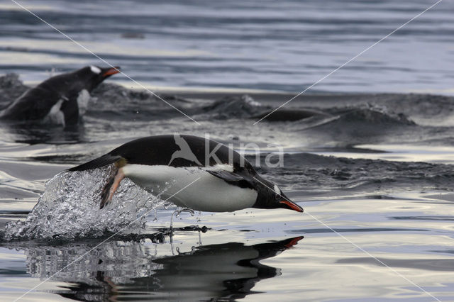 Gentoo penguin (Pygoscelis papua)