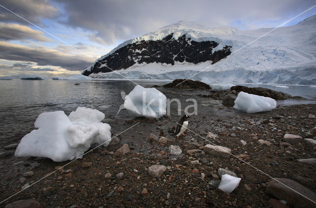 Gentoo penguin (Pygoscelis papua)