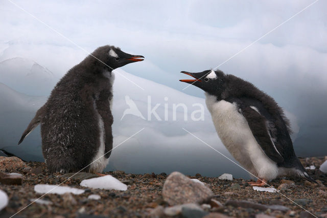 Ezelspinguin (Pygoscelis papua)