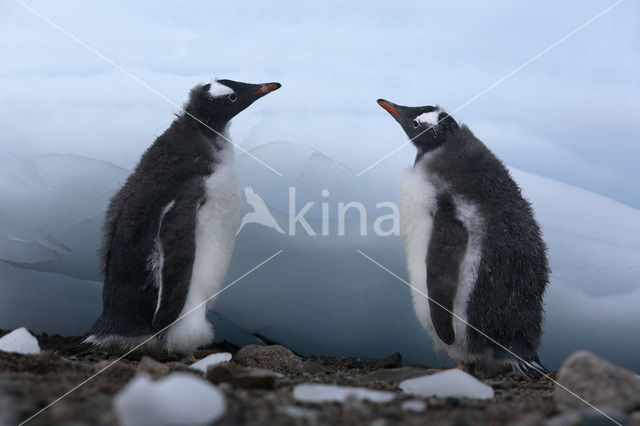 Gentoo penguin (Pygoscelis papua)