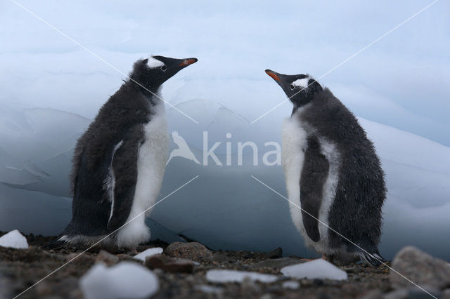 Ezelspinguin (Pygoscelis papua)