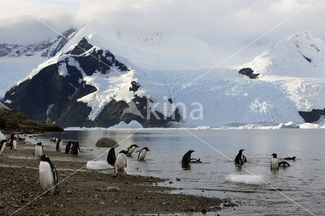 Ezelspinguin (Pygoscelis papua)