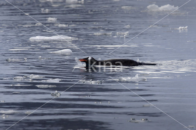 Gentoo penguin (Pygoscelis papua)