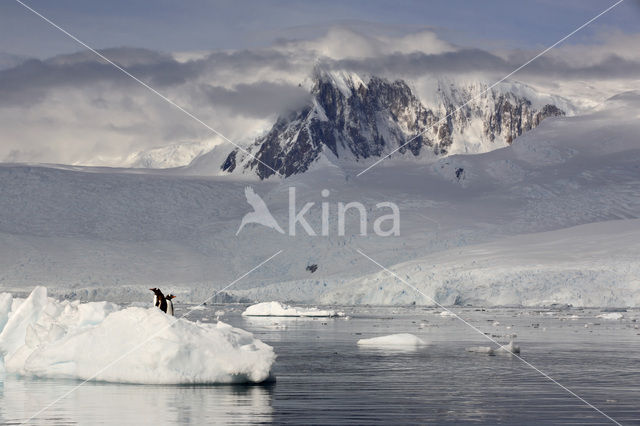 Gentoo penguin (Pygoscelis papua)